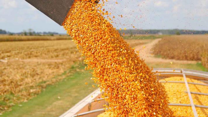 Récord de exportaciones de maíz casi 25 millones de toneladas 