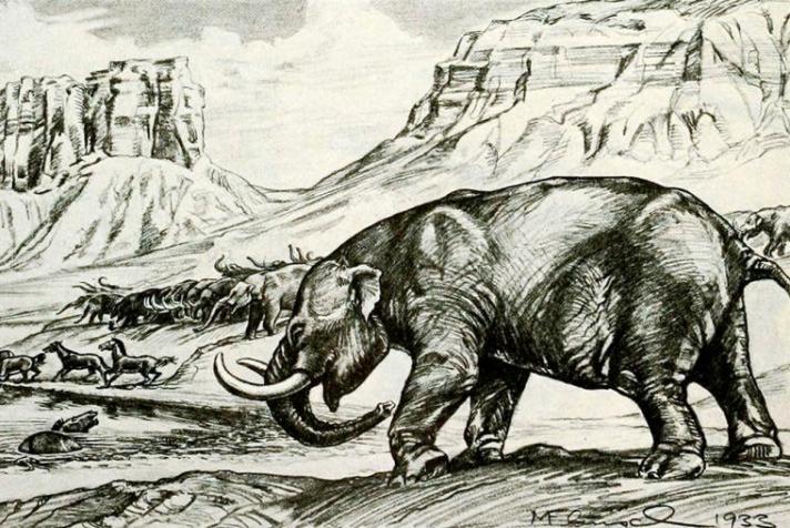 Hallan restos óseos de un elefante prehistórico