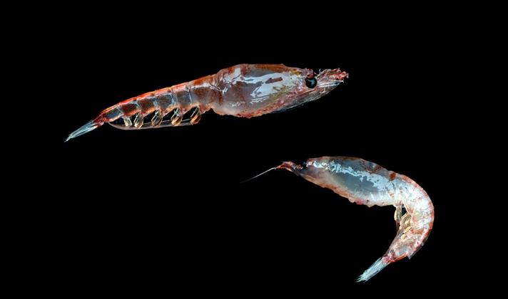 El 85% de la industria de Krill se comprometió a no pescar cerca de ecosistemas frágiles en la Antártida
