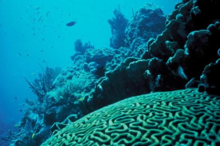 Un arrecife de corales de mil kilómetros en el Amazonas