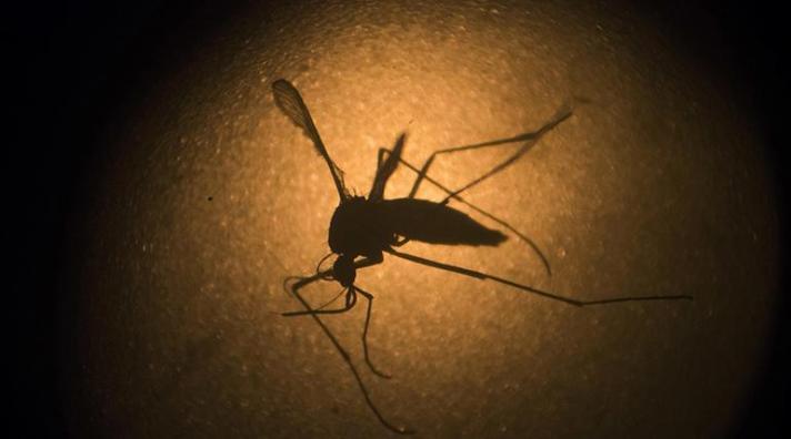Hay cuatro casos autóctonos de zika en Miami