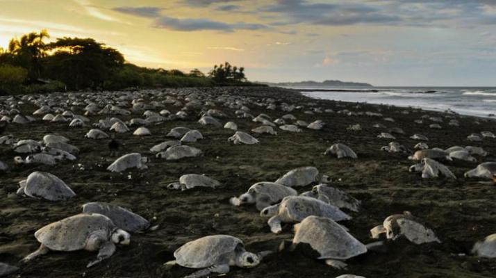 Miles de tortugas llegan a Costa Rica
